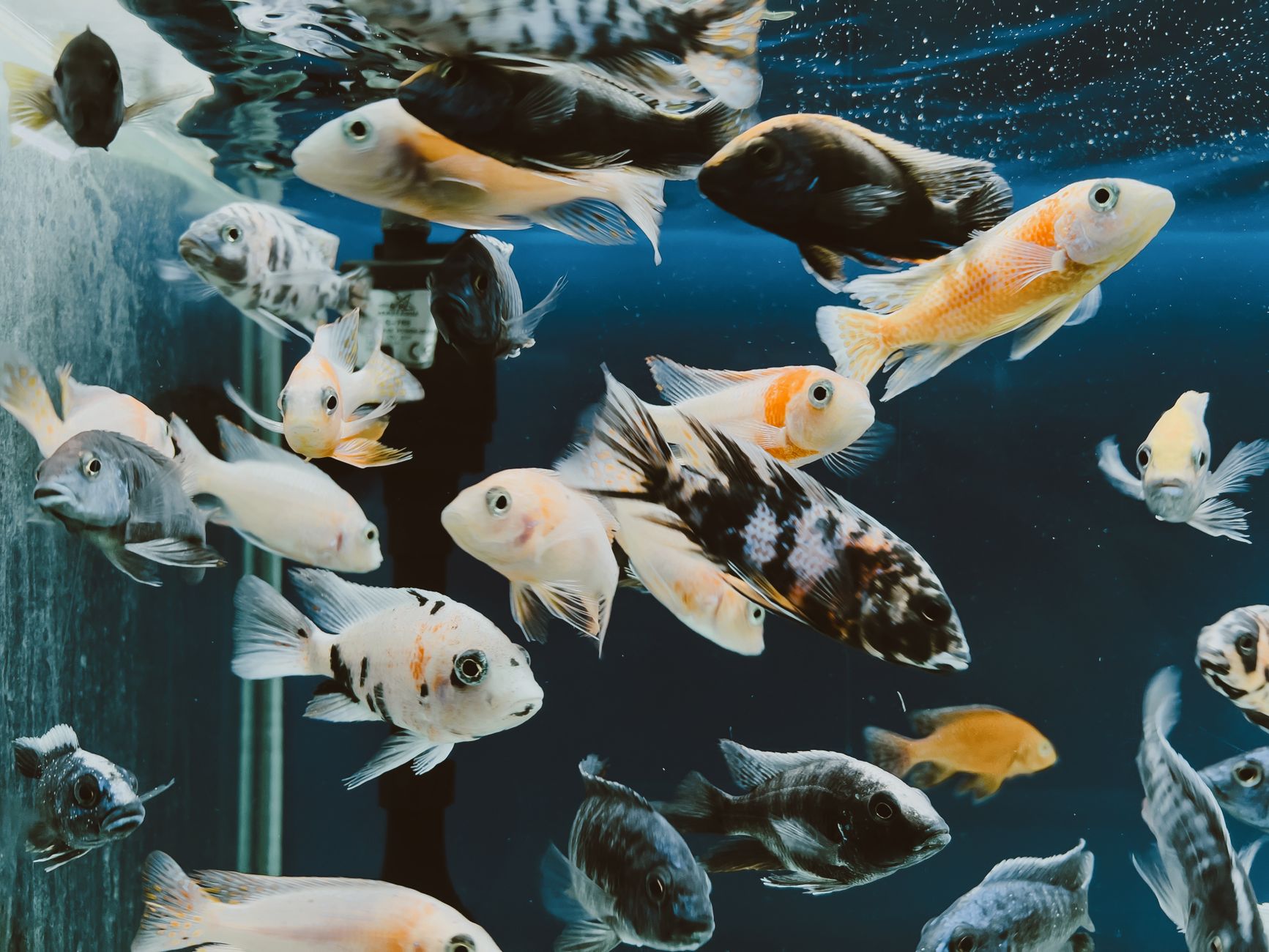 Visual illustration for akuarium acrylic vs kaca optic aquascape