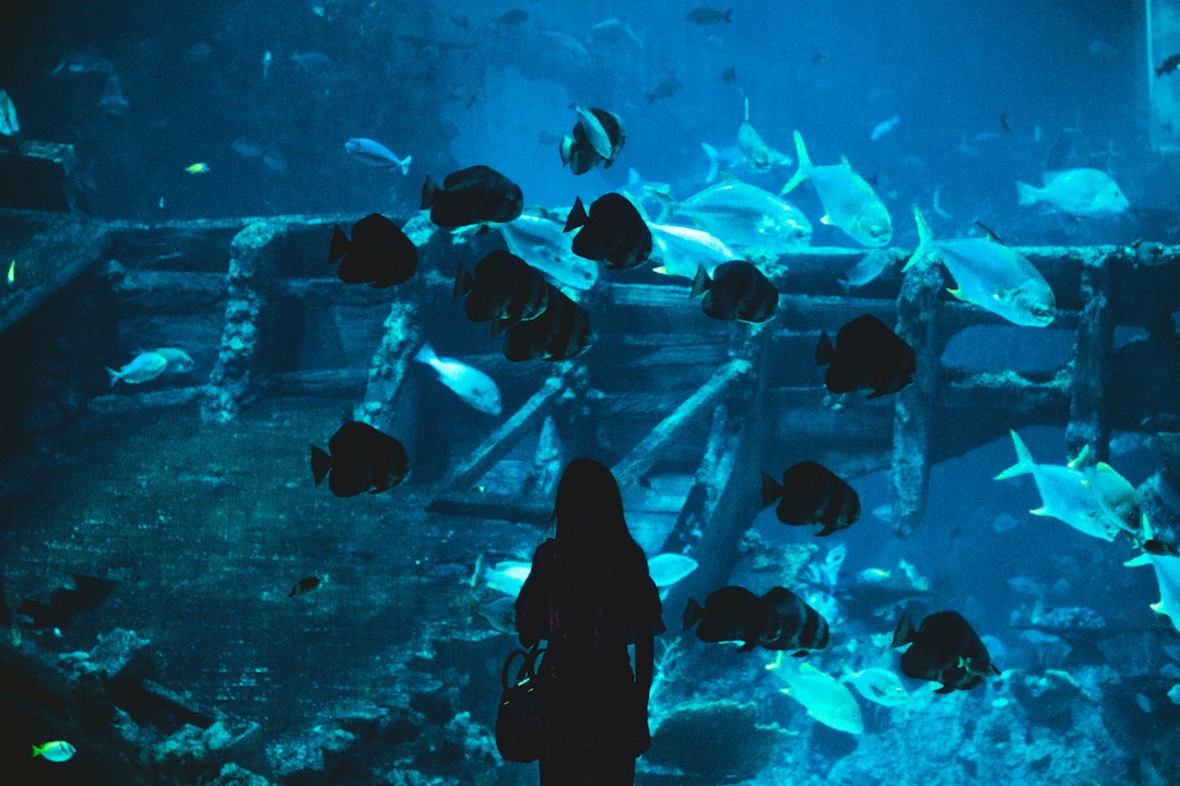 Visual illustration for cara aklimatisasi ikan aquascape