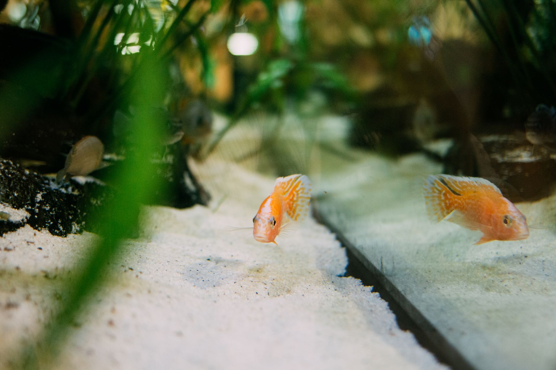 Visual illustration for cara setting aquascape mini tanpa co2