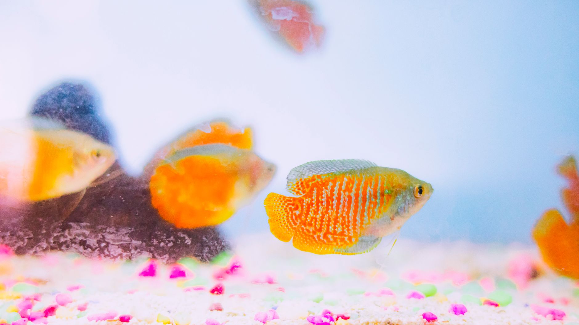 Visual illustration for cara water change aquascape nano