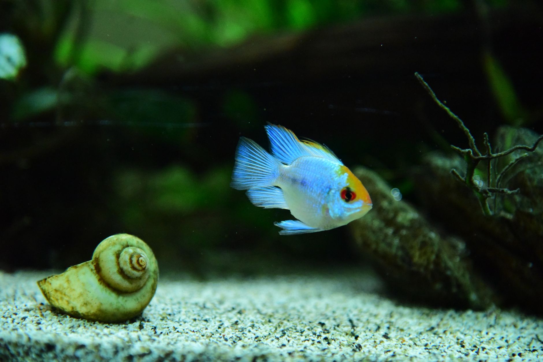 Visual illustration for co2 ragi vs cairan karbon aquascape