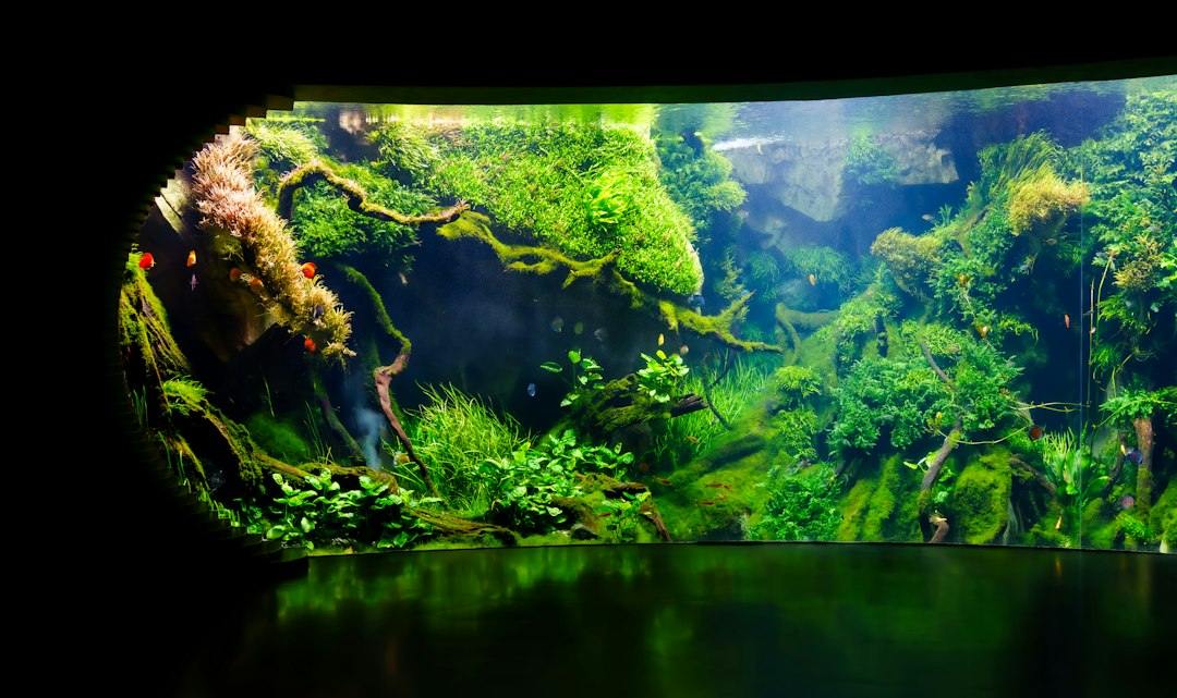 Visual illustration for daun tanaman aquascape menguning