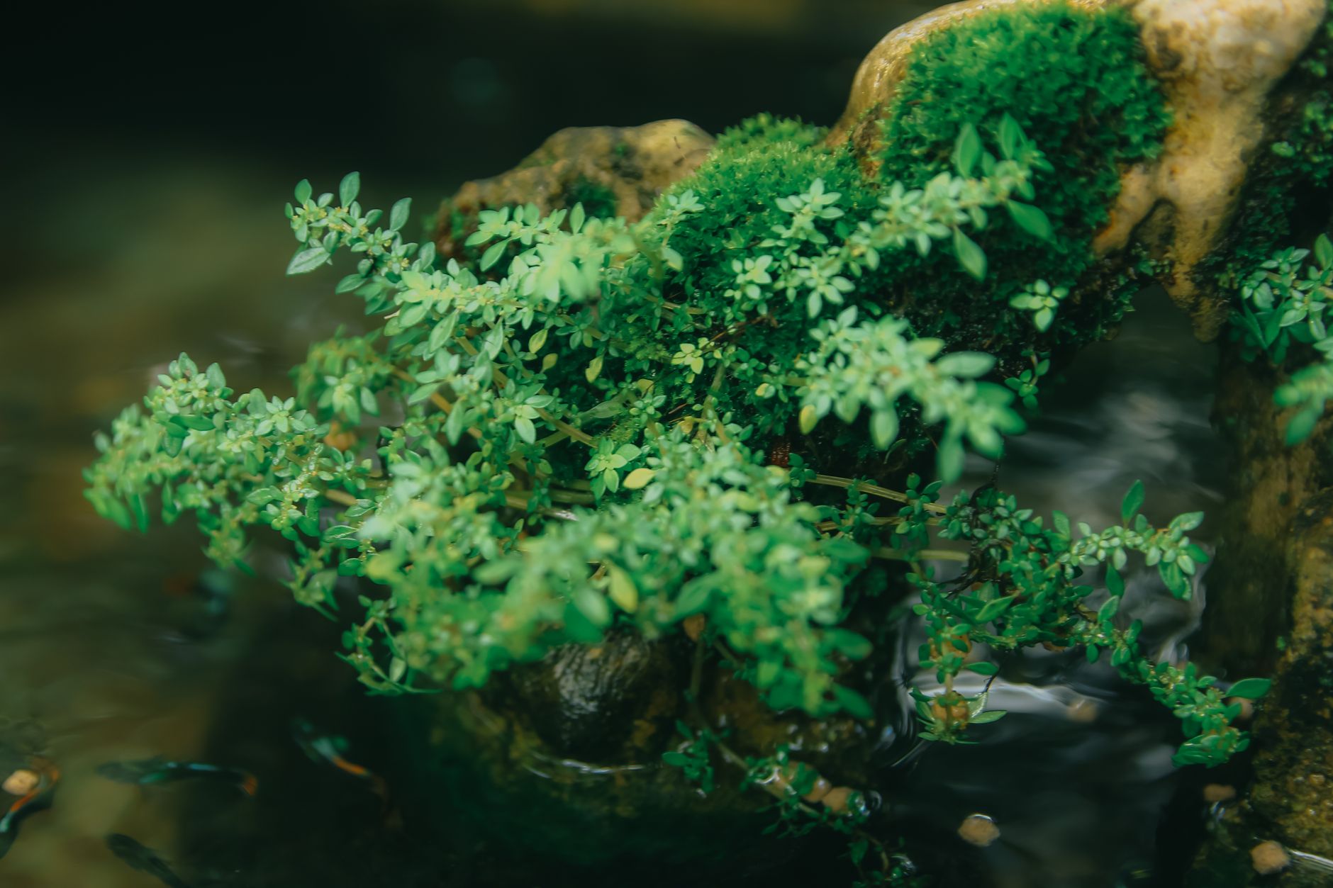 Visual illustration for dry start method aquascape tanpa co2