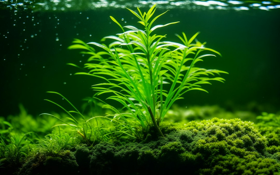 Visual illustration for durasi pencahayaan aquascape tanpa co2