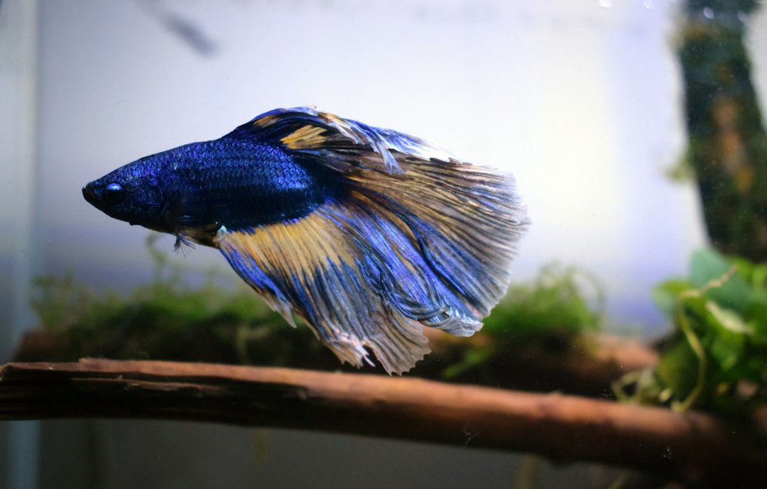 Visual illustration for guppy vs tetra untuk aquascape nano