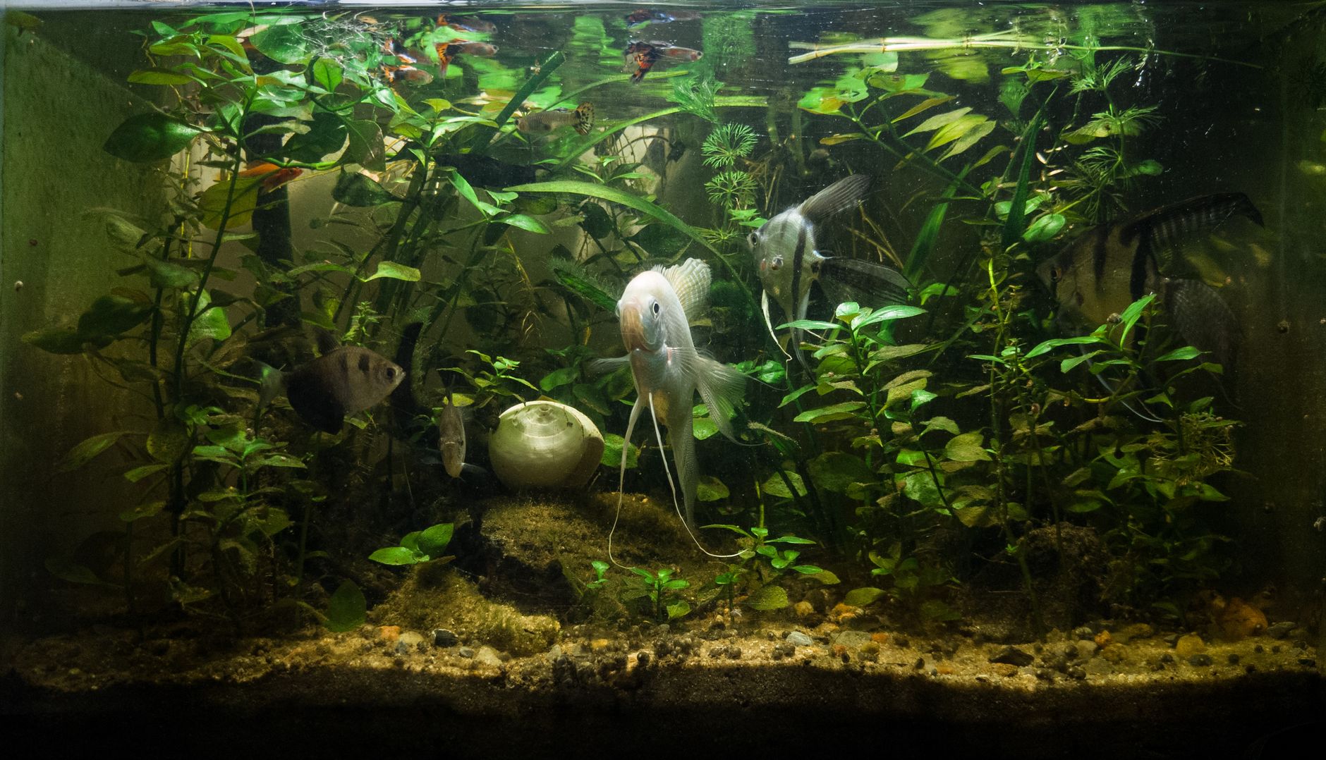 Visual illustration for ikan aquascape megap megap di permukaan