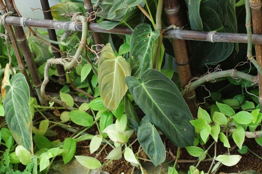 Visual illustration for mengatasi tanaman aquascape etiolasi