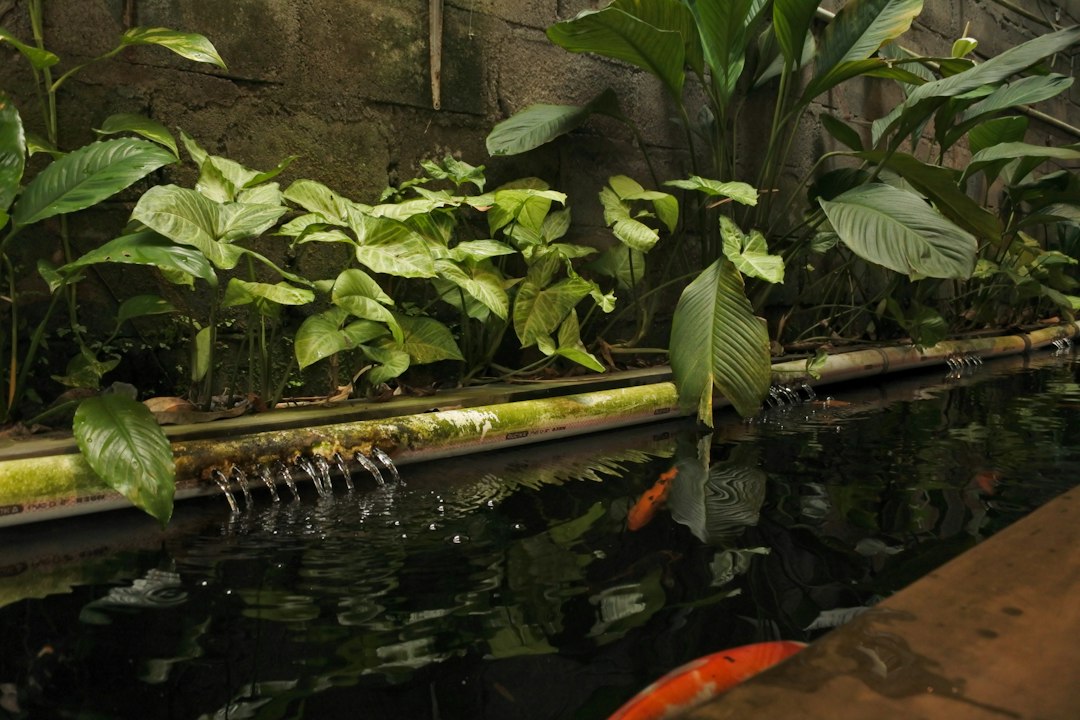 Visual illustration for pupuk dasar alami vs komersial aquascape