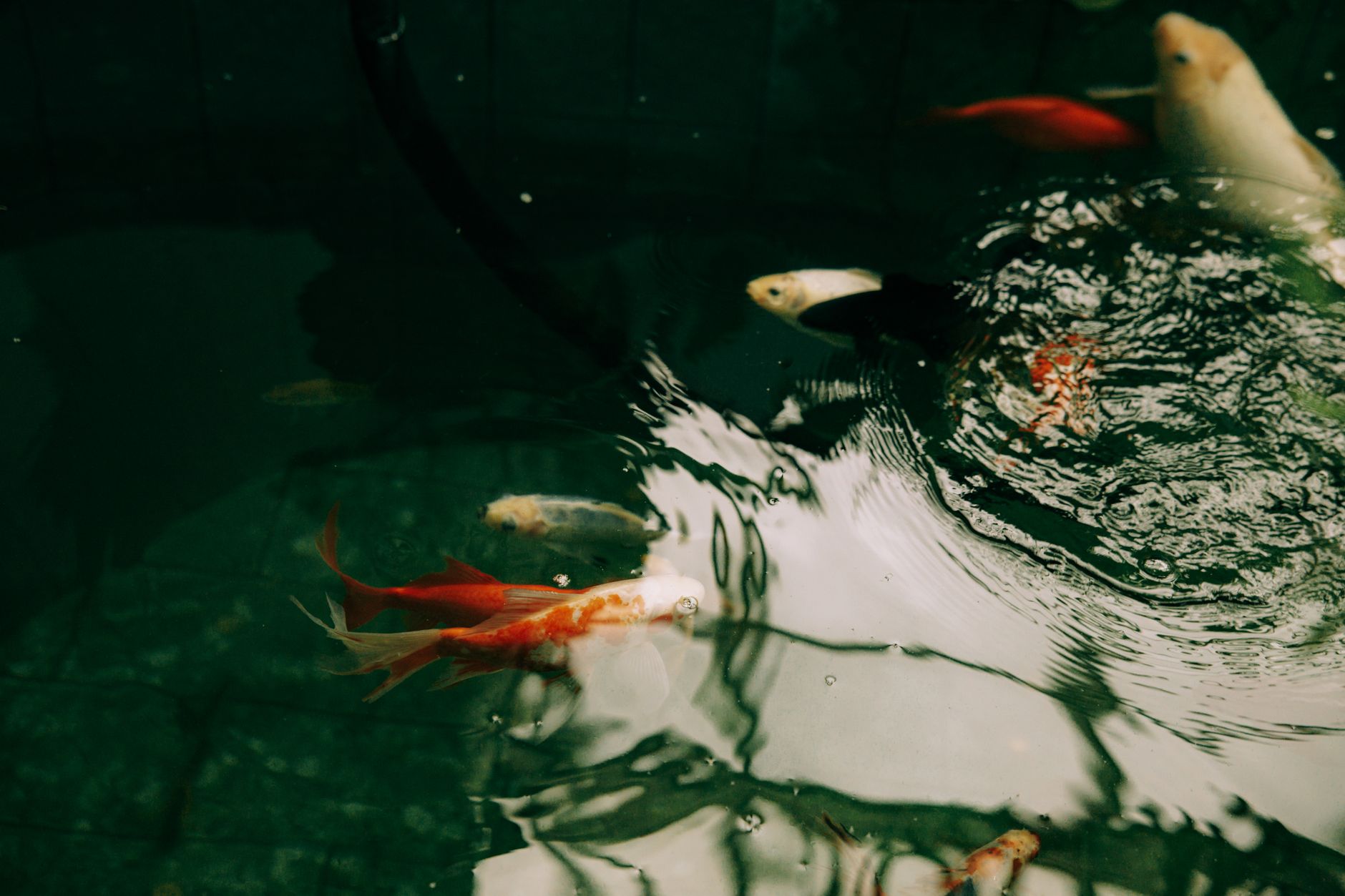 Visual illustration for review pupuk cair excel aquascape