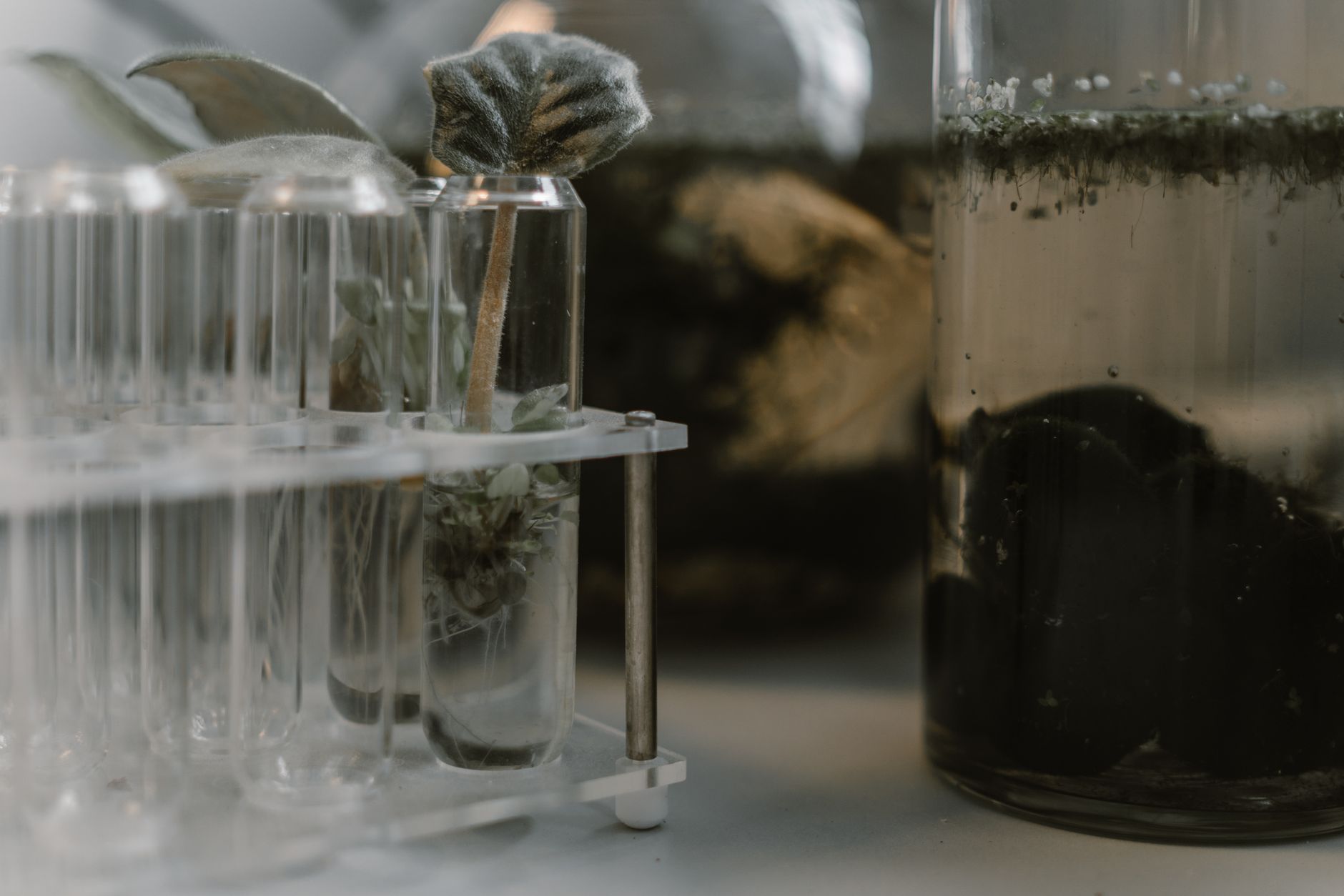 Visual illustration for review seignior plant liquid carbon