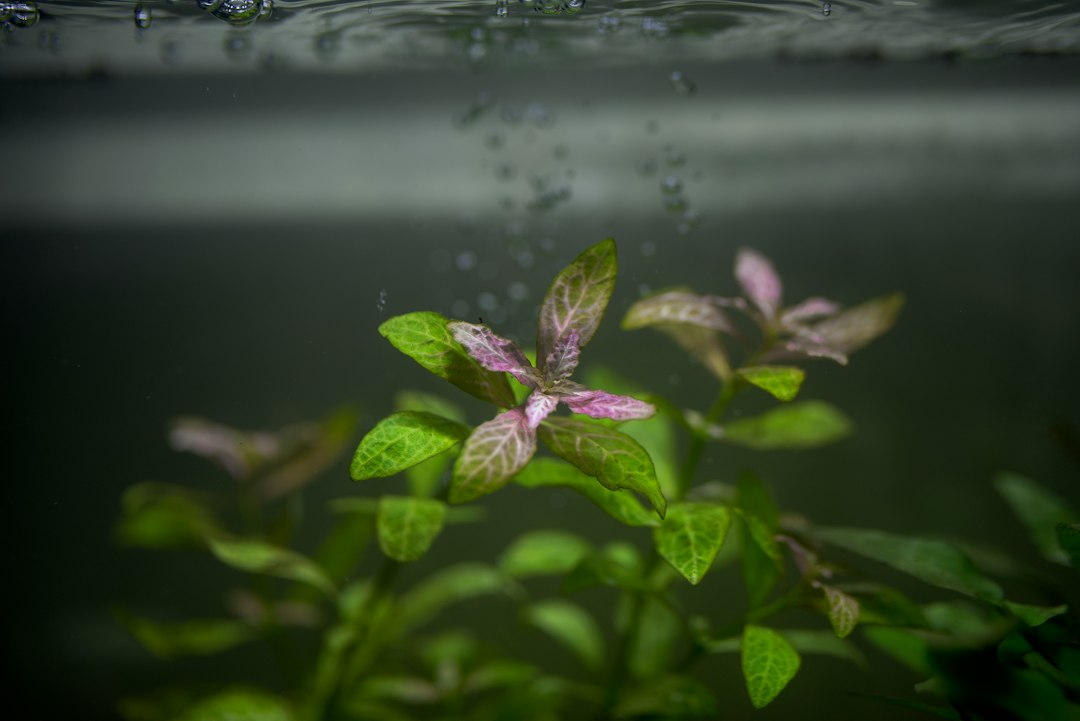 Visual illustration for substrat aquascape tanpa co2