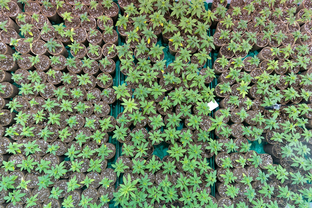 Visual illustration for tanaman karpet aquascape tanpa co2