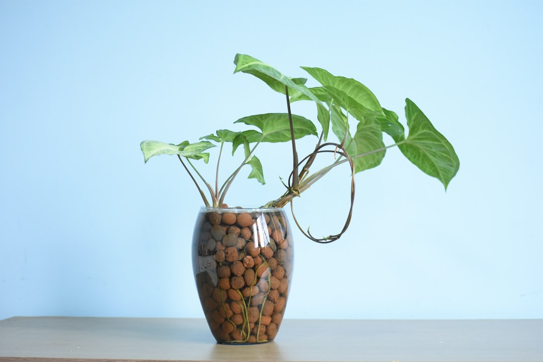 Visual illustration for tutorial menanam tanaman aquascape mini